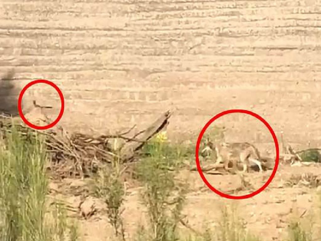 Coyote insegue un roadrunner in Arizona: Willy e Beep Beep del cartone animato filmati a Tucson, ecco il video che sta facendo il giro del web