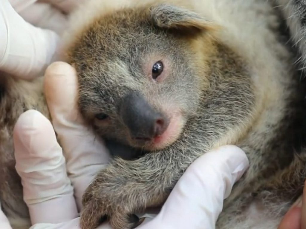 Ash primo cucciolo di koala nato dopo gli incendi