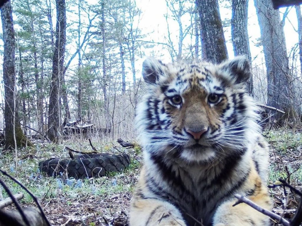 Siberia, cucciolo di tigre perde la mamma e ‘chiede aiuto’ agli umani