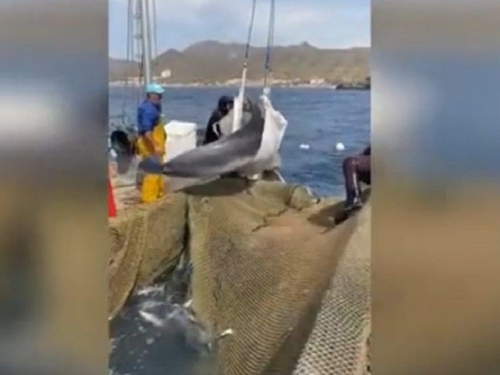 Pescatori salvano delfino intrappolato in una rete