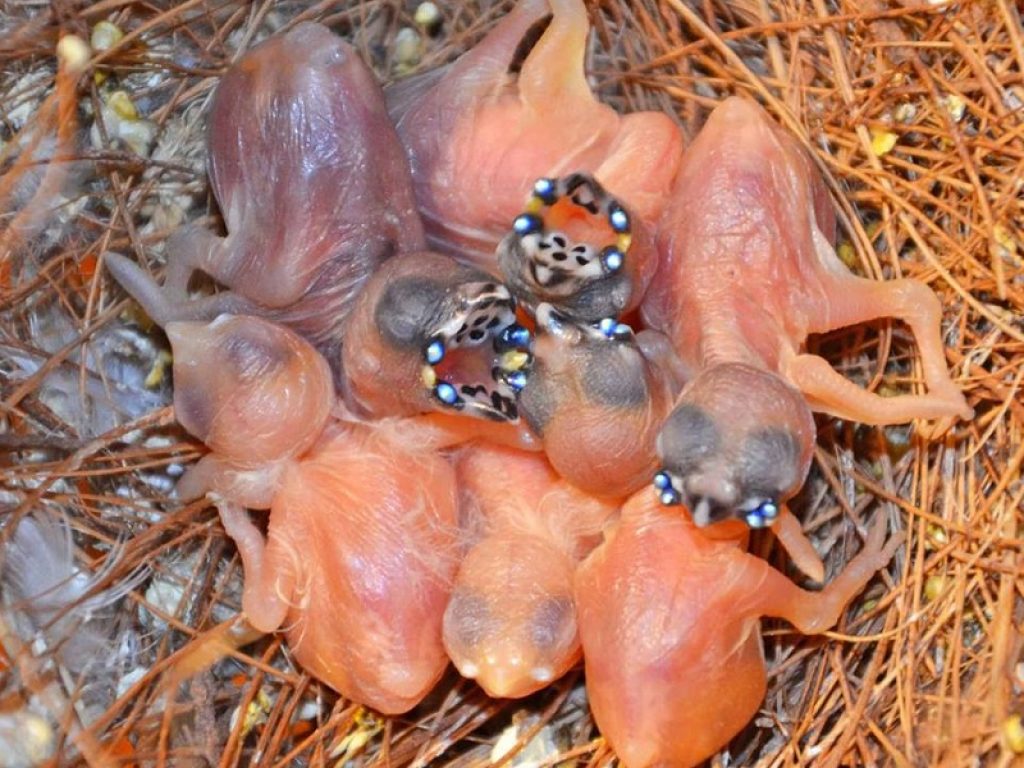 Uccellino o demogorgone? Il video spopola sul web