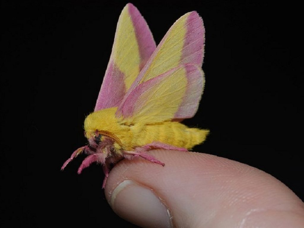 La falena Rosy Maple è un'opera d'arte