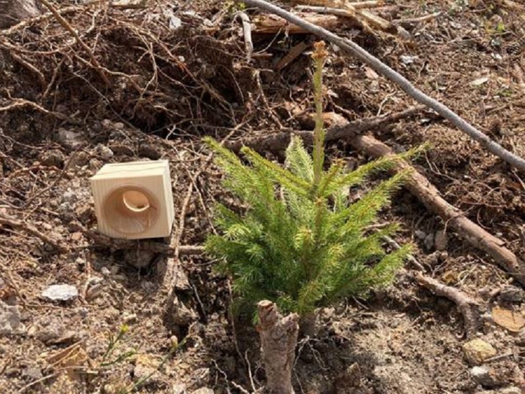 La foresta rinasce grazie a VAIA Cube: si è conclusa con successo la prima ripiantumazione di 500 abeti e larici in Val di Fiemme