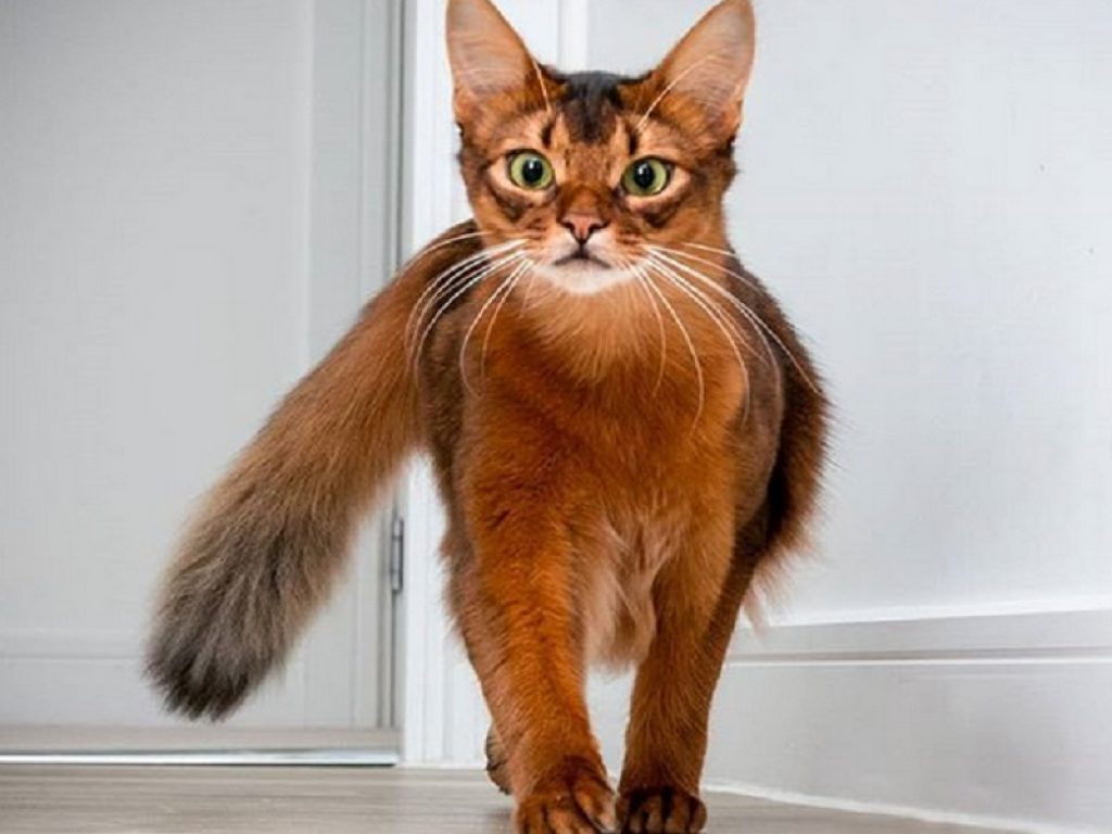 Errol, il "gatto volpe" che ha conquistato Instagram
