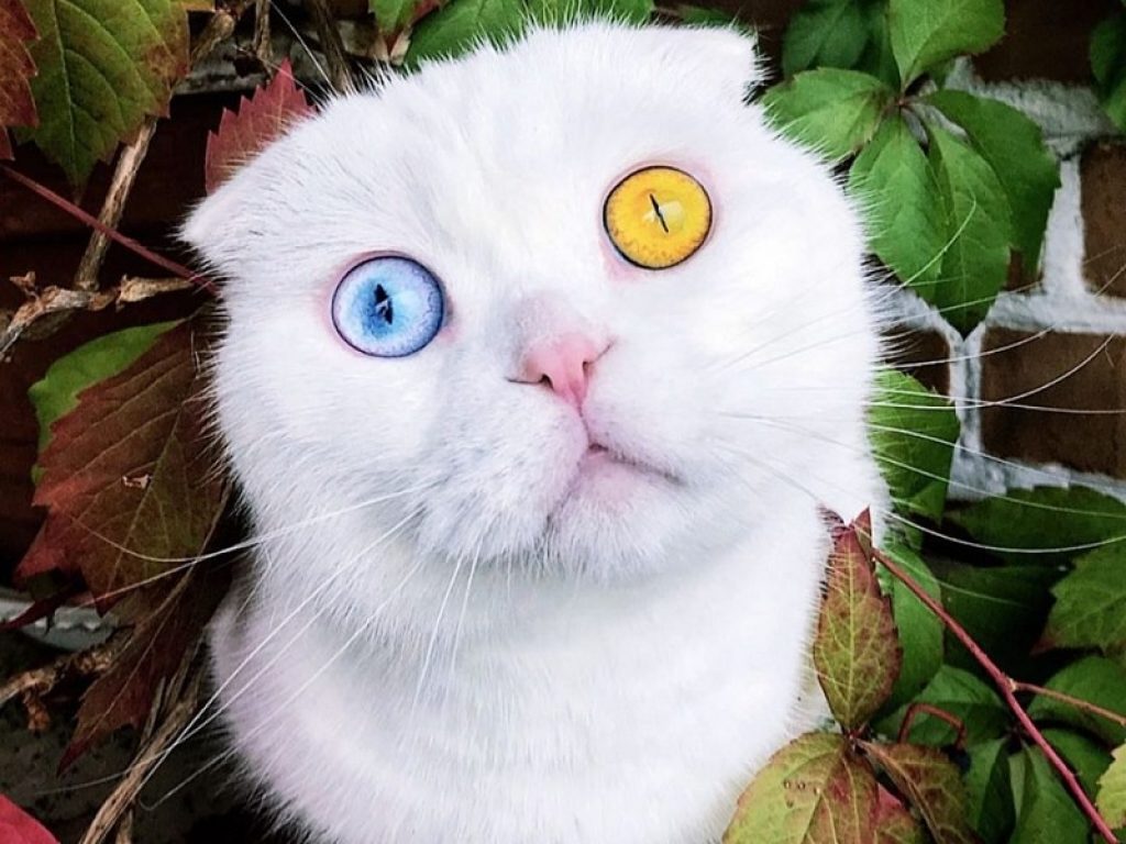 Joseph, il gatto dallo sguardo ipnotico re del web