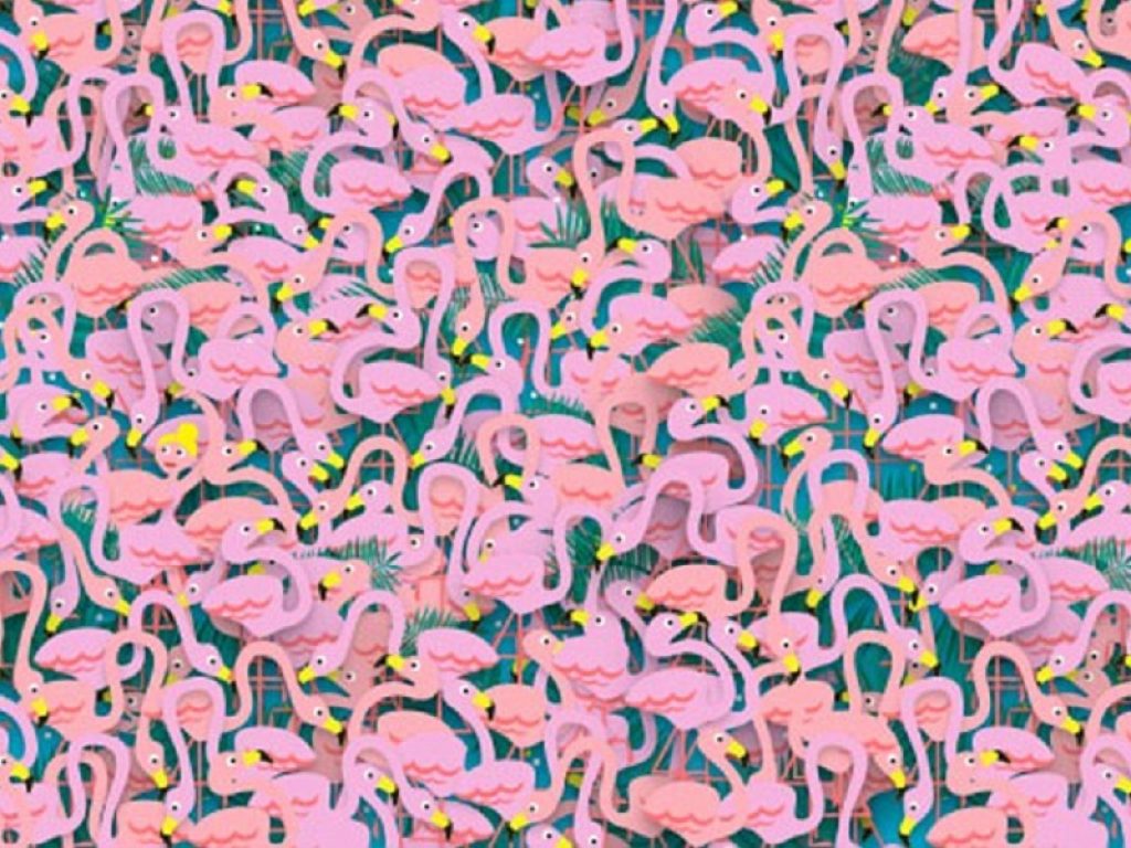 Il gioco dei fenicotteri: riesci a trovare la ballerina in 30 secondi? Un altro rompicapo difficile ma con la soluzione in fondo alla pagina