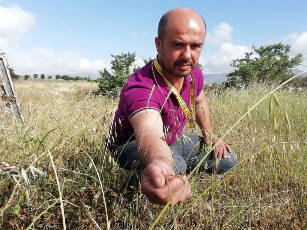 Milioni di cavallette stanno devastando anche ettari e ettari di terreno in Sardegna nella provincia di Nuoro. Coldiretti: catastrofe biologica