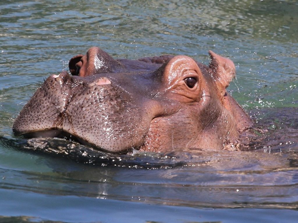 In Mozambico un resort deserto diventa il paradiso di un ippopotamo che insolitamente ha deciso di nuotare in acque salate: il mammifero ha fatto un lungo viaggio