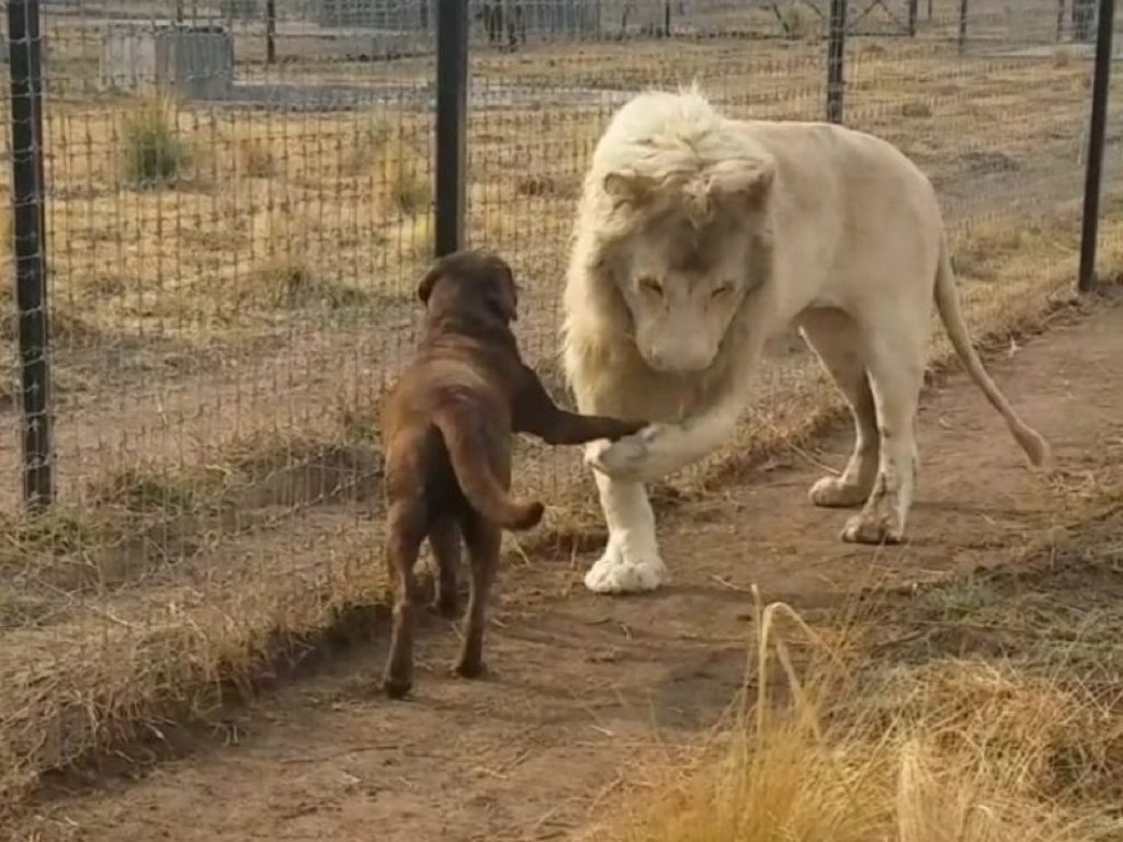 Leone gentiluomo fa il baciamano al cane: il video è virale