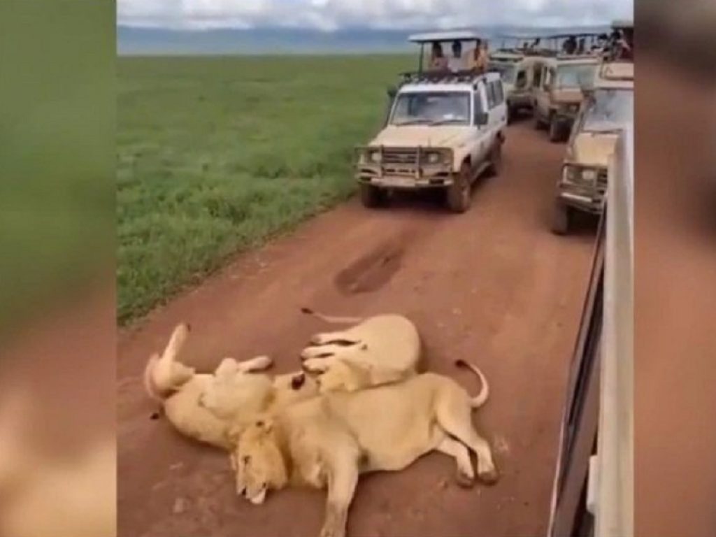 Leoni dormono in strada e bloccano il safari
