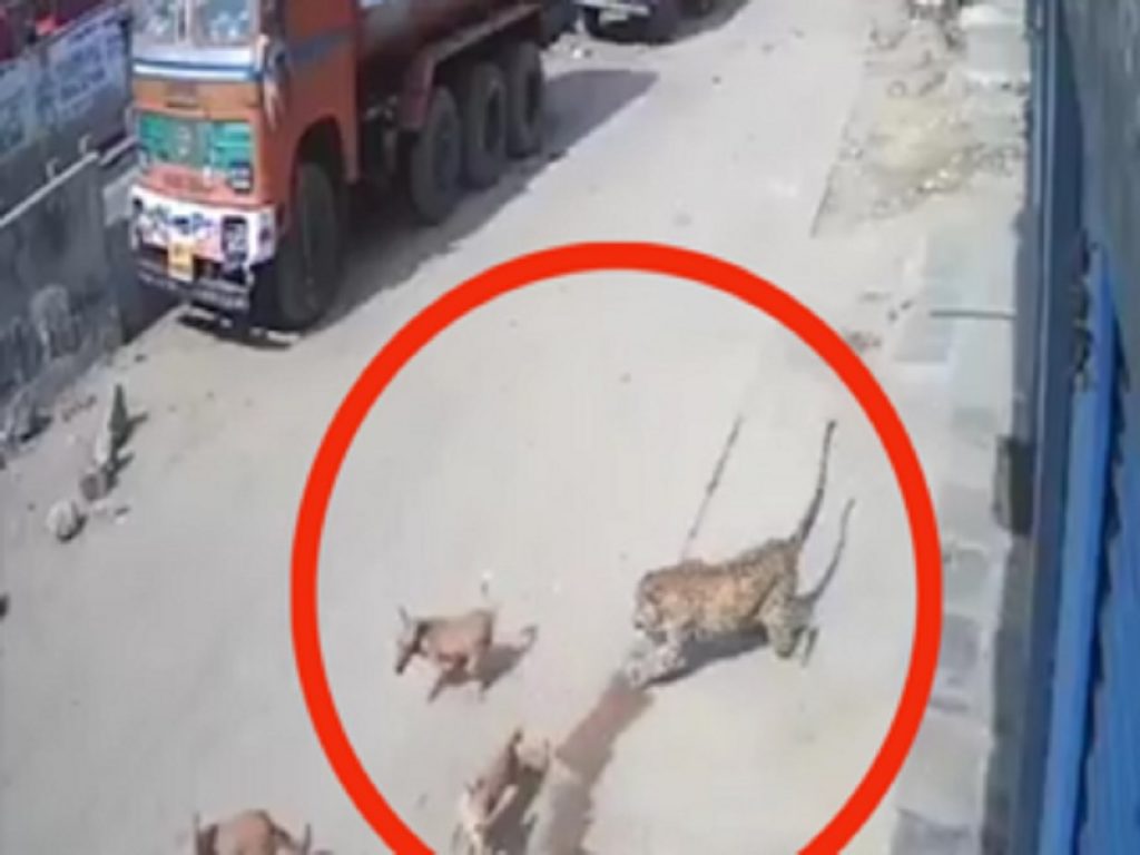 Uomo aggredito da un leopardo: branco di cani randagi lo salvano. Il video dell'incredibile episodio accaduto in India