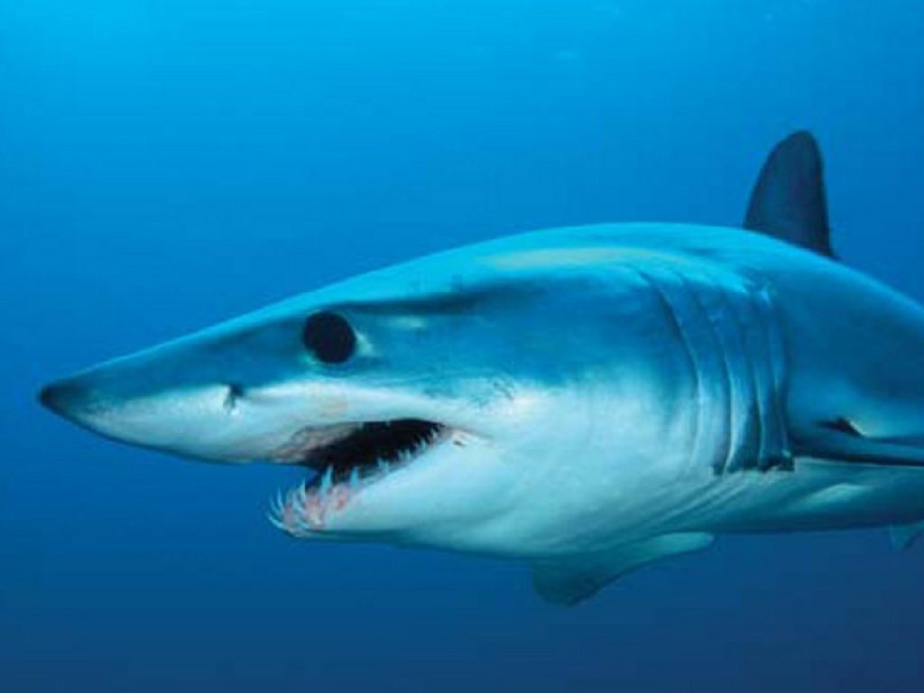 salta fuori dall’acqua e sfiora una barca