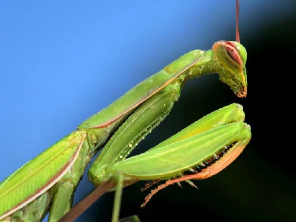 Mantide uccide e divora calabrone gigante: il video