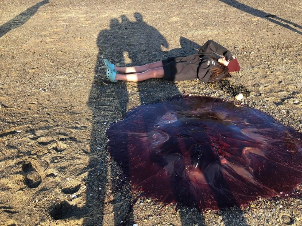 Medusa gigante di oltre 1,5 metri spiaggiata a Peaks Island