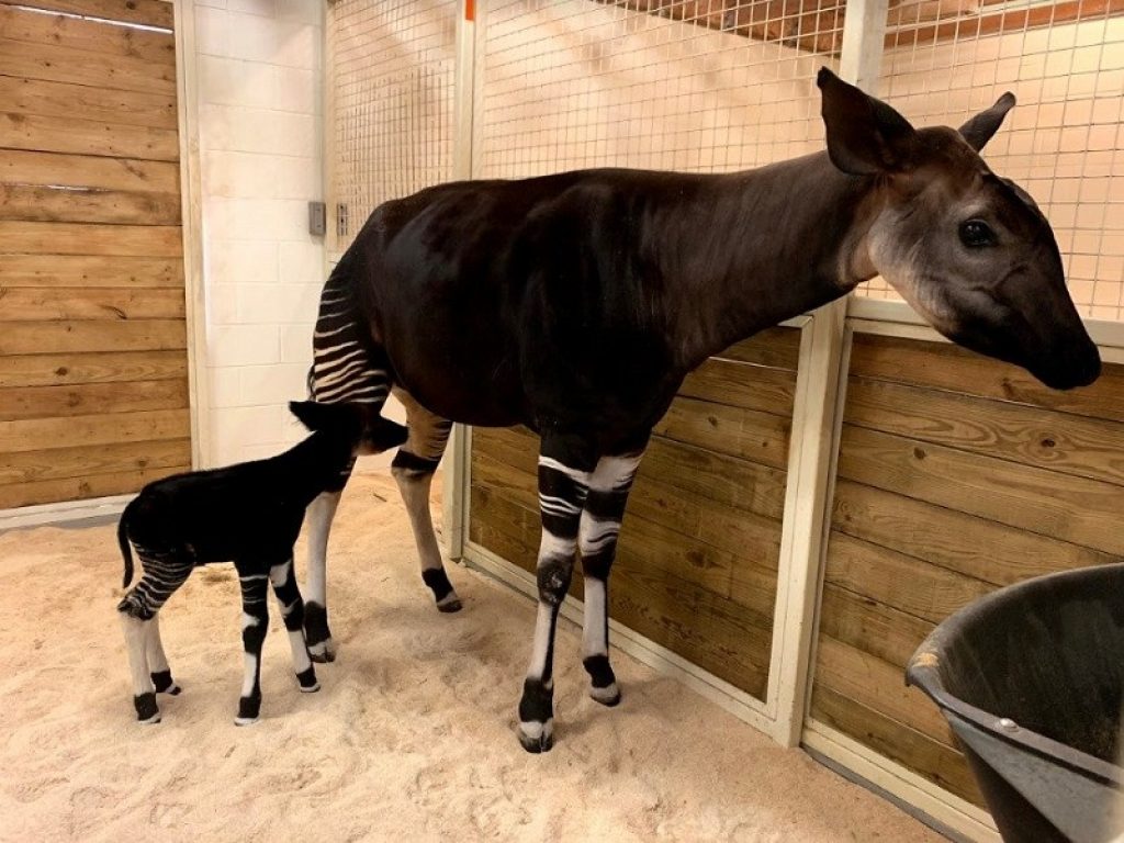 In Ohio è nato un cucciolo del rarissimo okapi