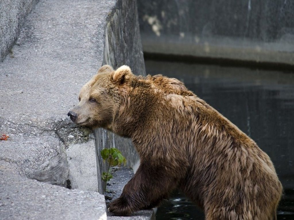Allo zoo di Varsavia un uomo entra ubriaco nel recinto di un orso e prova ad affogarlo: la struttura prenderà provvedimenti legali per quanto accaduto