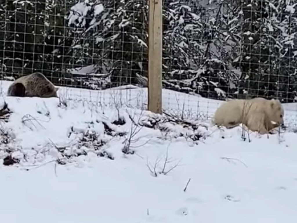 In Canada avvistato un raro orso grizzly bianco
