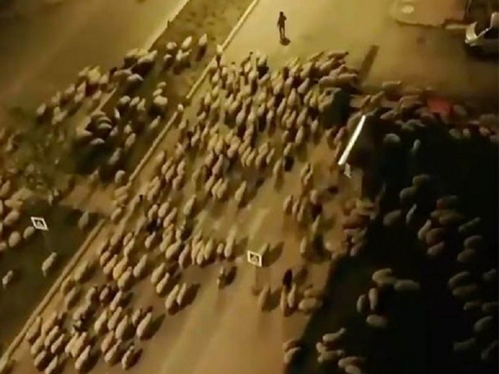 Turchia: la città di Samsun invasa dalle pecore