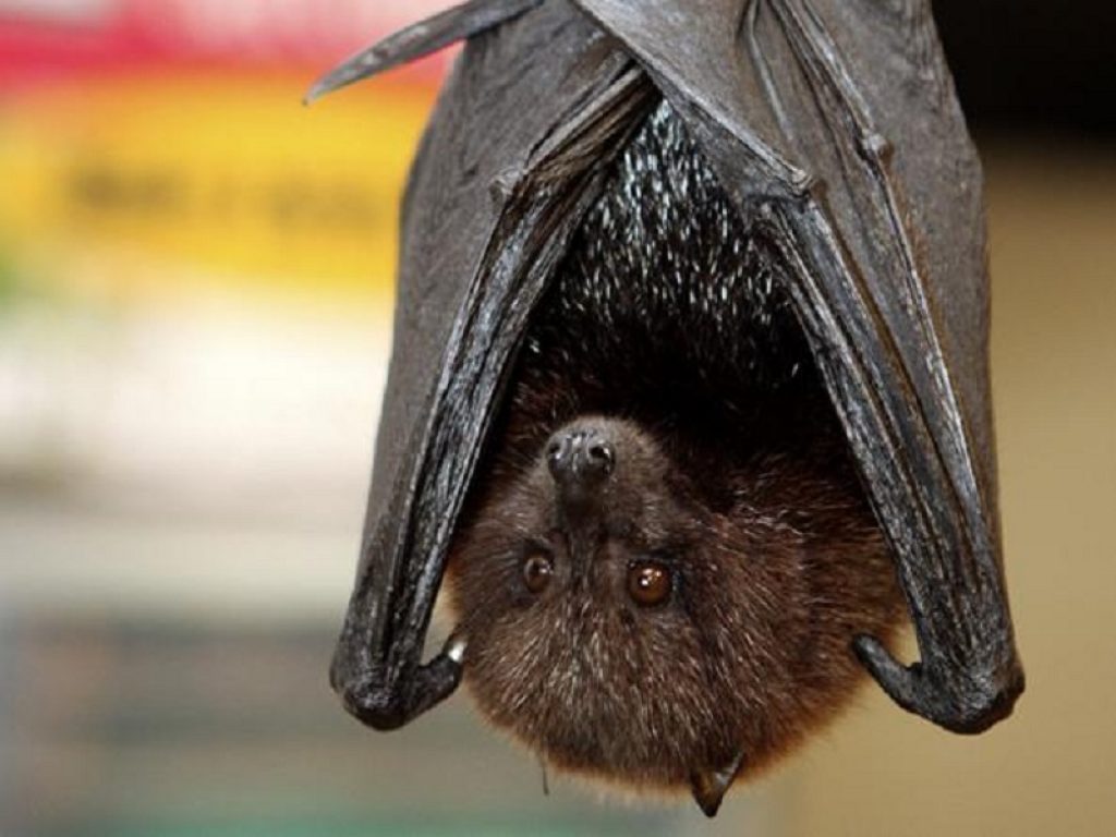 Animalisti in campo: basta fake news sui pipistrelli