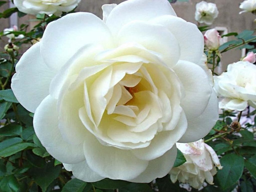 200 Rose bianche di Santa Rita da Cascia a Bologna