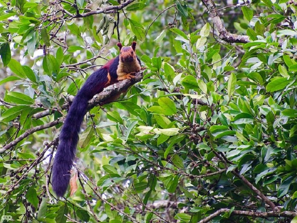 India, la straordinaria bellezza dello scoiattolo arcobaleno: ecco il video degli esemplari di questa specie nota per la sua pelliccia variopinta