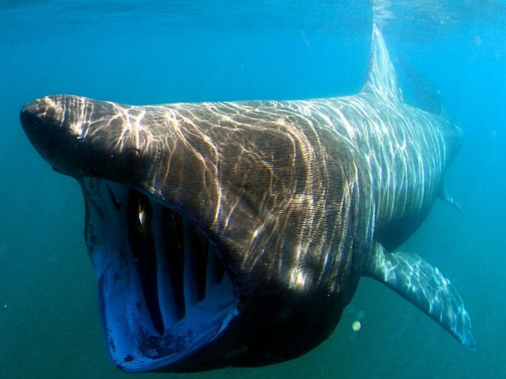 Spagna, squalo elefante di 8 metri avvistato lungo la costa di La Mamola: nuotava a pochi metri dalla spiaggia ma questa specie è innocua per l'uomo
