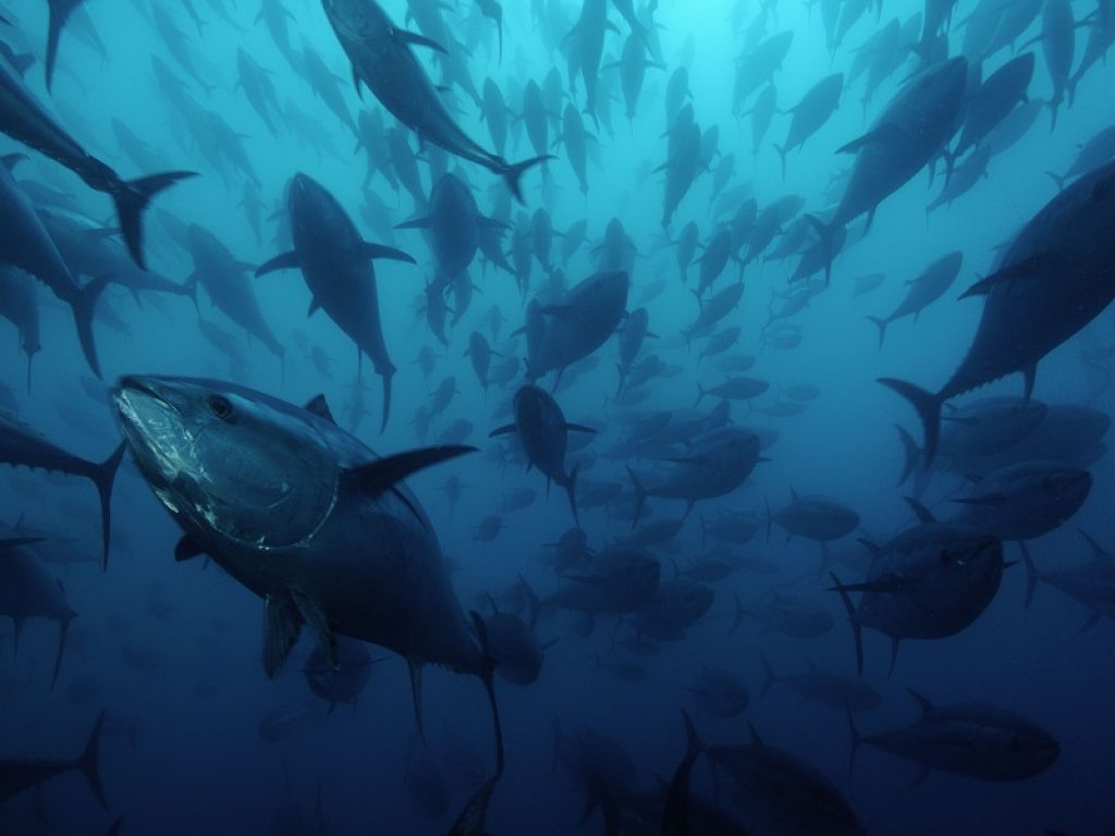 WWF: scomode verità sul tonno rosso sostenibile