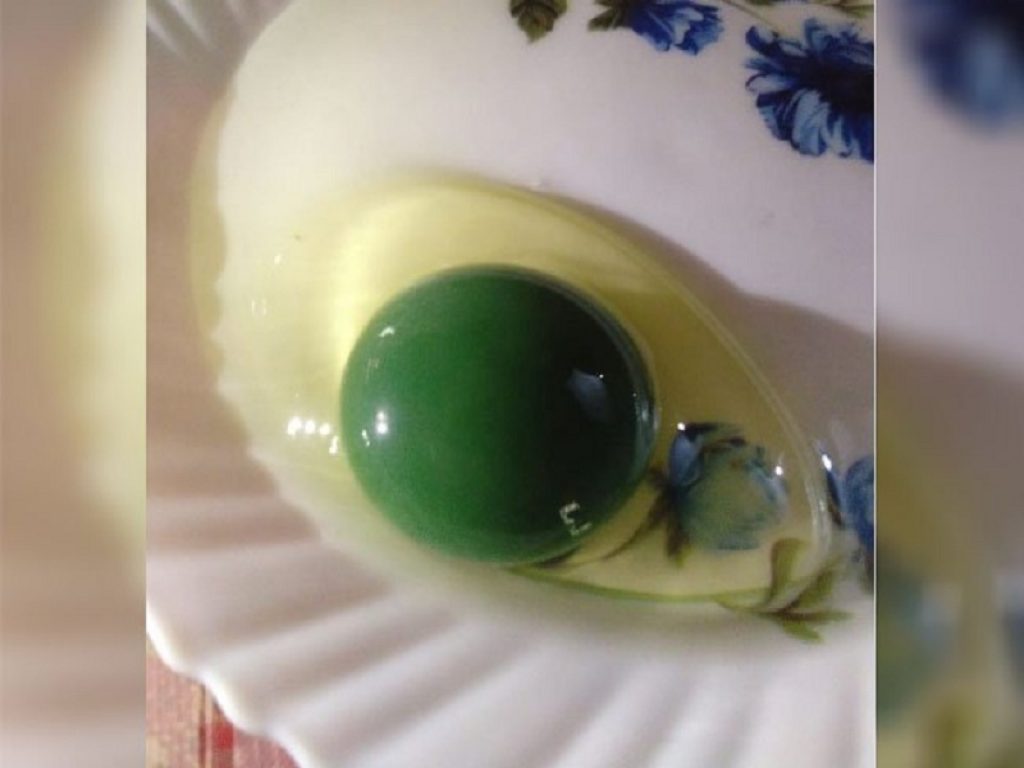 In una fattoria della città di Malappuram, nello stato indiano di Kerala, galline depongono uova con il tuorlo verde e commestibile: in corso uno studio per svelarne la natura