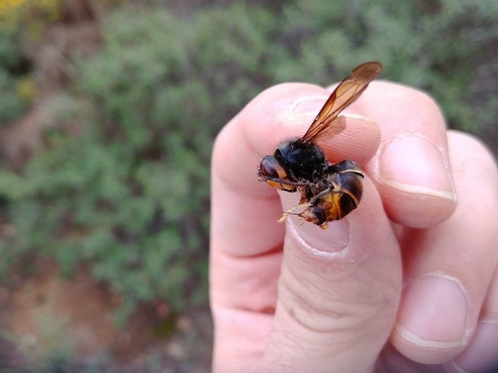 La vespa velutina si è diffusa anche in Italia ma i rischi maggiori per il "calabrone killer" sono quelli che corrono le api: alveari in pericolo