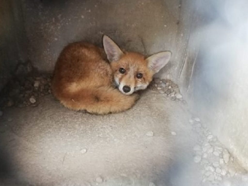 Volpe impaurita si rifugia in una cuccia dei cani a Buscate: l'animale probabilmente è stato attirata dall'odore di cibo, interviene l’ENPA