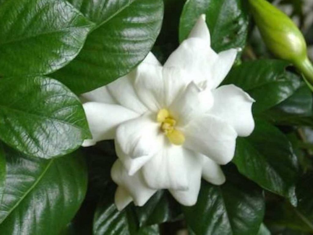 Sequenziato il genoma della gardenia