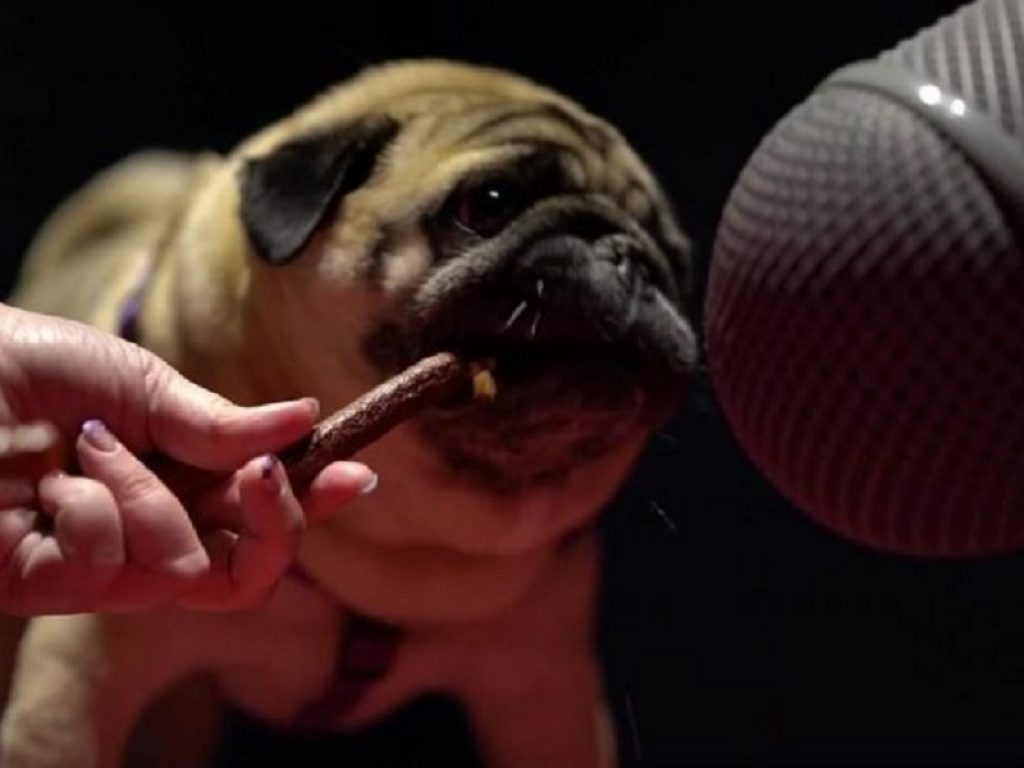 Buddy, il carlino che doppia gli alieni di Halo: Infinite