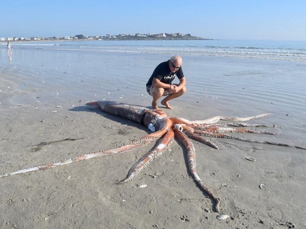 Calamaro gigante spiaggiato in Sudafrica: il video