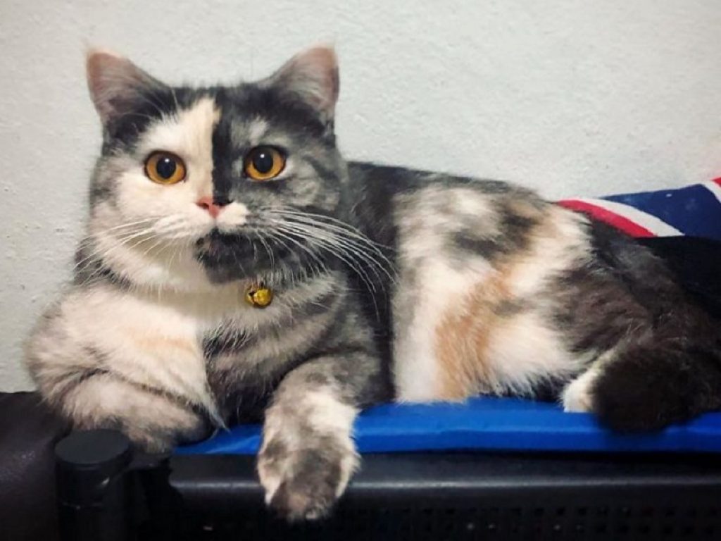 Cat, il gatto "chimera" arriva su Instagram