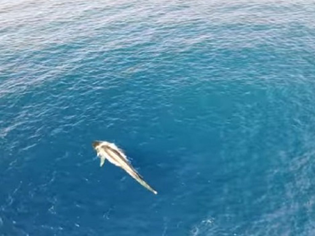 Avvistata nel mar ligure la balena Codamozza