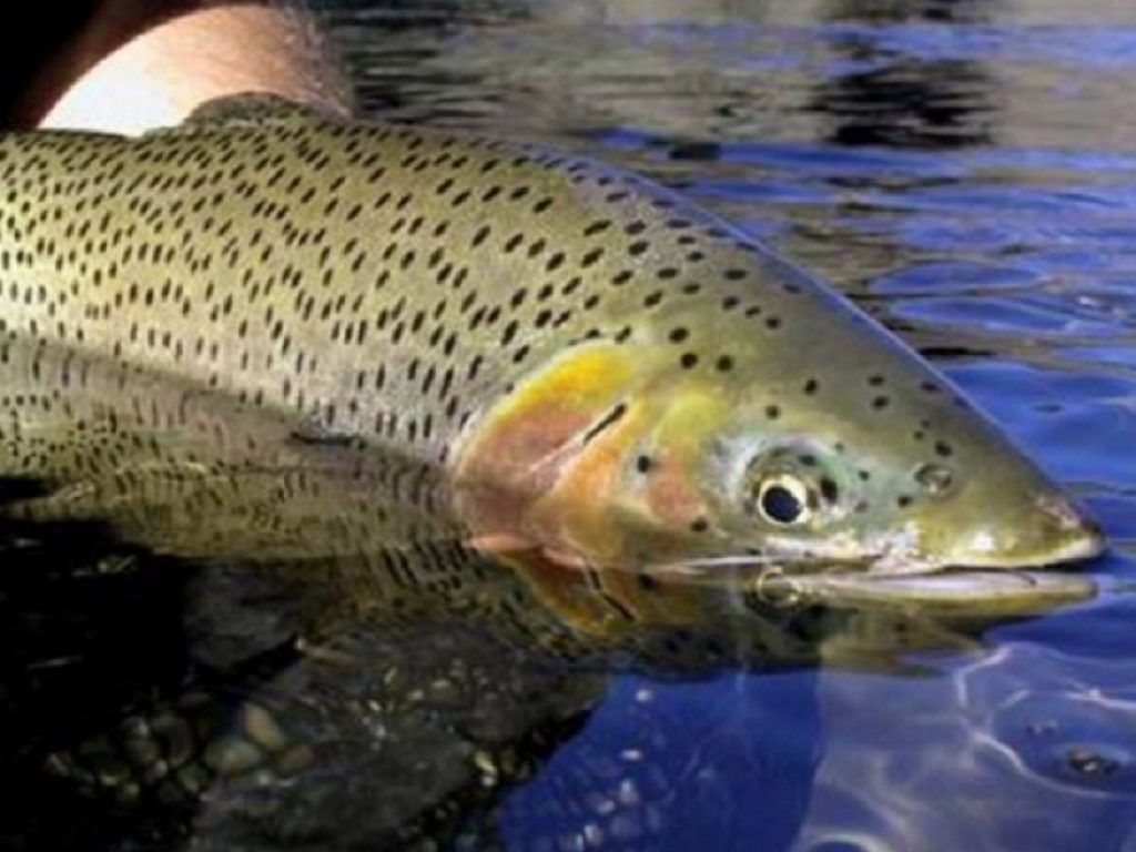 Giappone: trota iridea salva grazie alle staminali