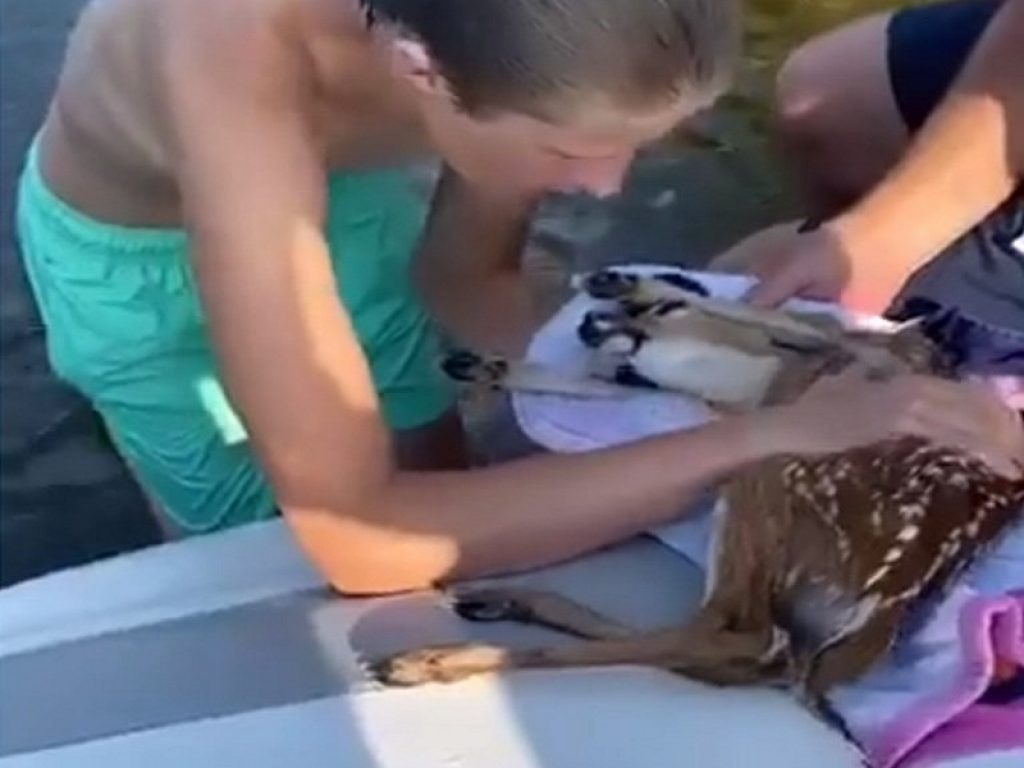 Cucciolo di cerbiatto in fin di vita salvato grazie alla RCP: il piccolo esemplare rischiava di morire annegato, ecco il video dell'incredibile salvataggio