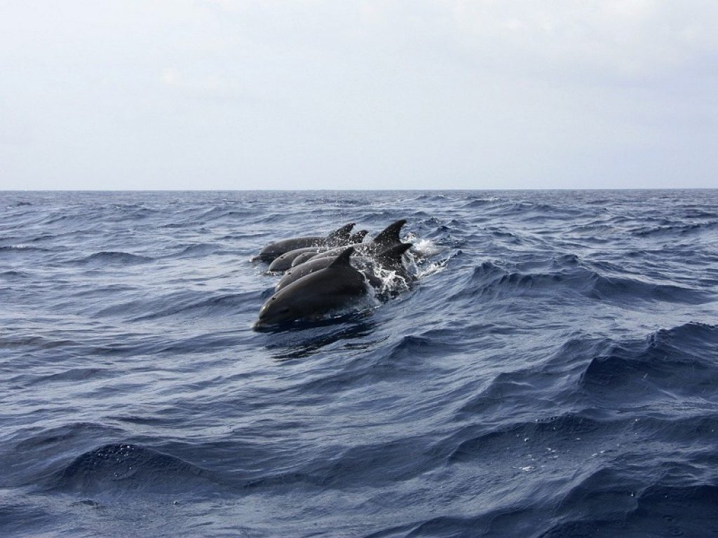 Life Delfi: un progetto per salvare i delfini