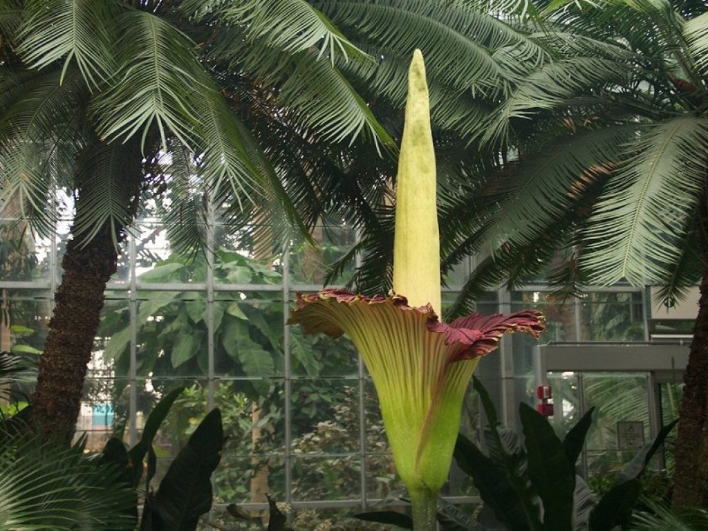 A New York sboccia l'aro titano, il "fiore cadavere"