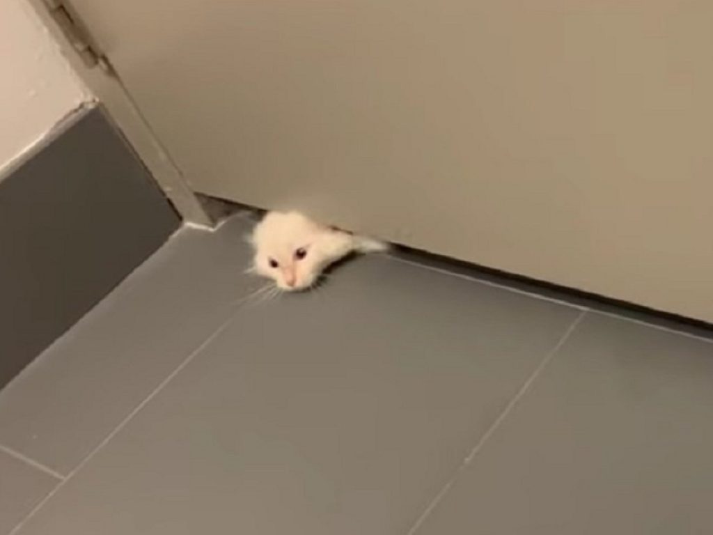 Mikko, il gatto "fluido" che passa sotto le porte