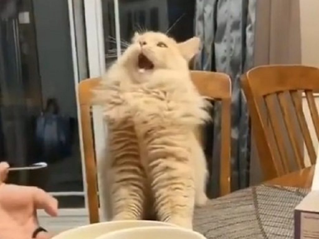 Gatto assaggia il gelato: il video è uno spasso