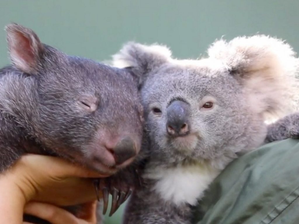 Australia: nasce un'amicizia tra vombato e koala