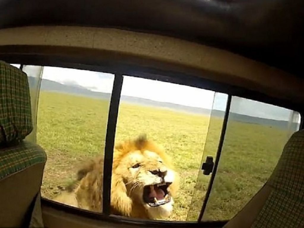 Turista accarezza leone e rischia la mano