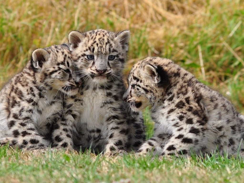 Mamma leopardo aiuta il cucciolo a guadare il fiume