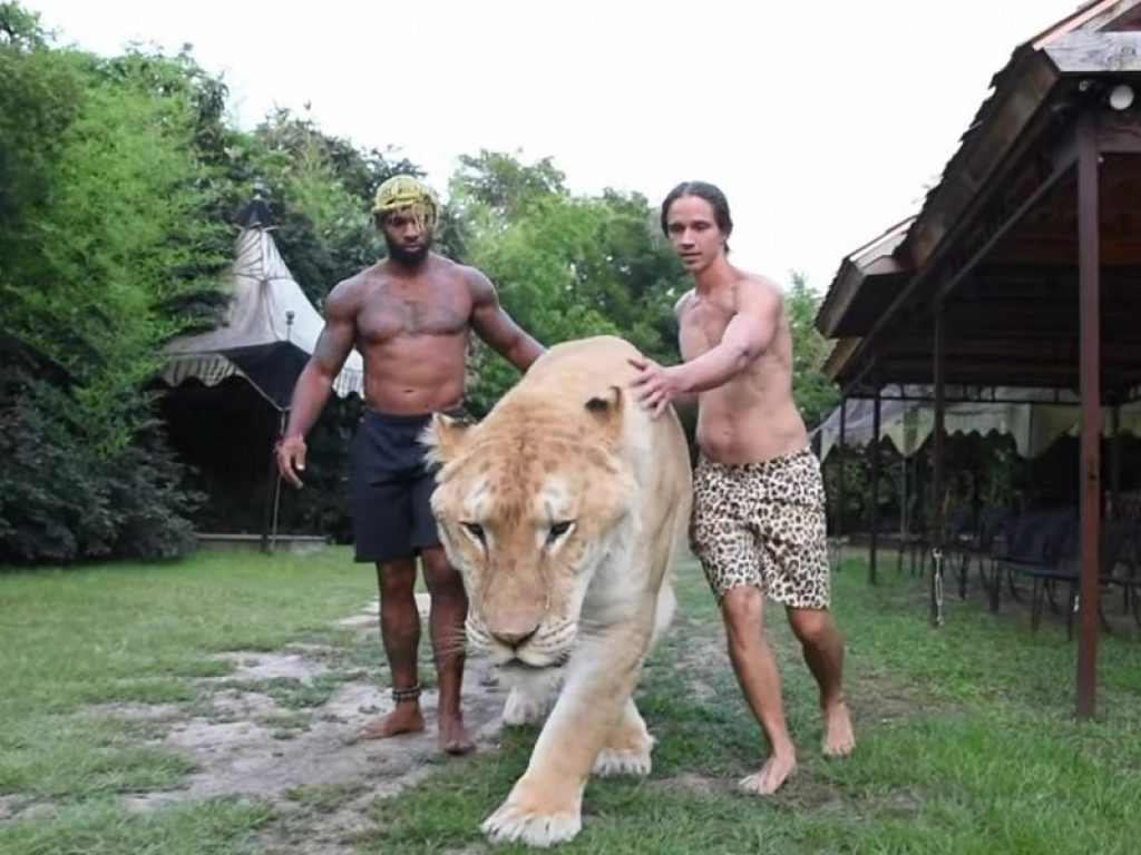 Hercules, il ligre gigante nato da leone e tigre