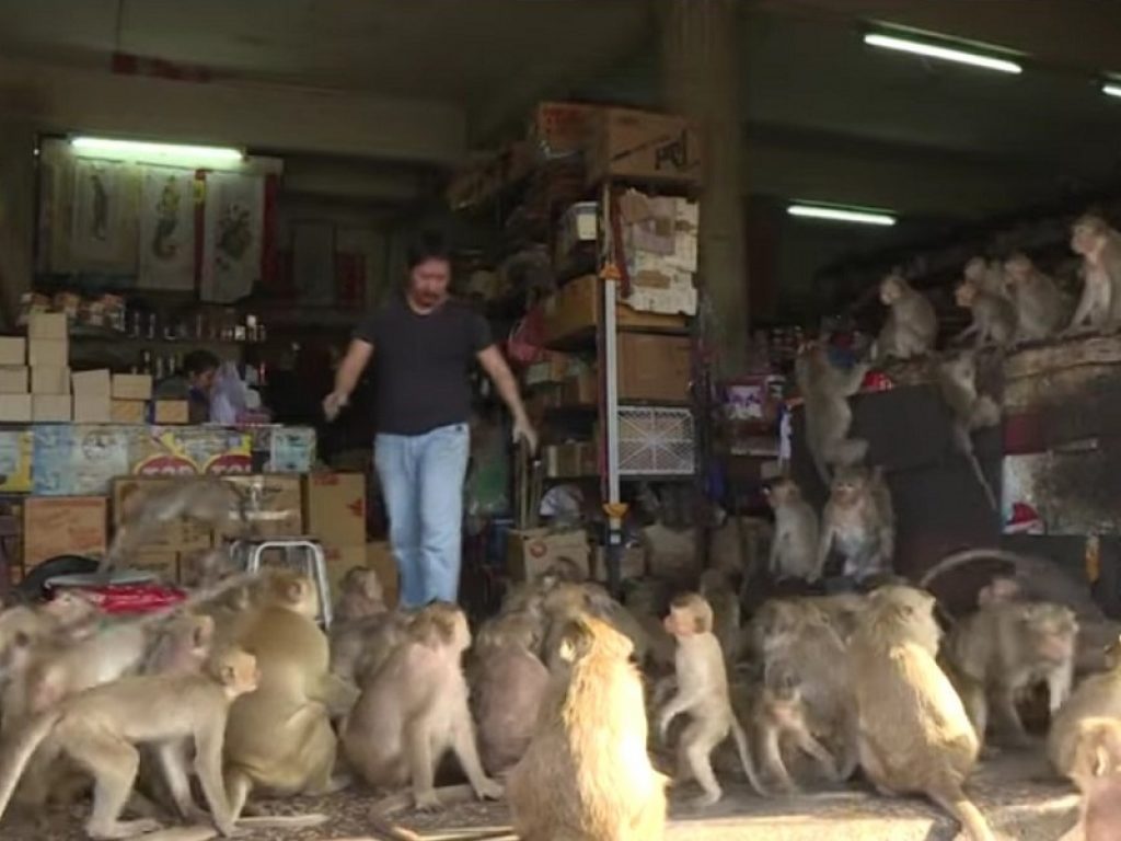 Migliaia di macachi assediano la città di Lopburi