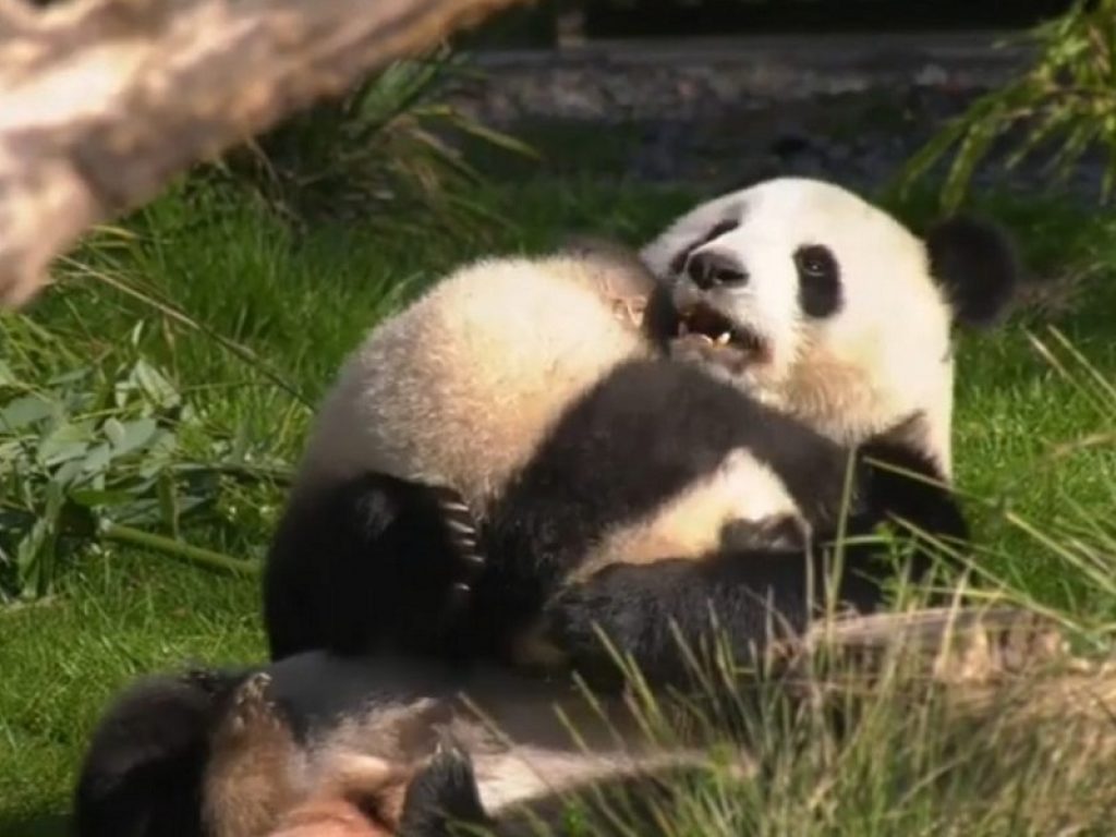 Cucciolo di panda gioca con la mamma: il video