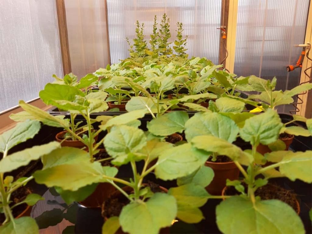 Progetto Aviamed: con il molecular farming arrivano vaccini veterinari di ultima generazione dalle piante, più economici e veloci