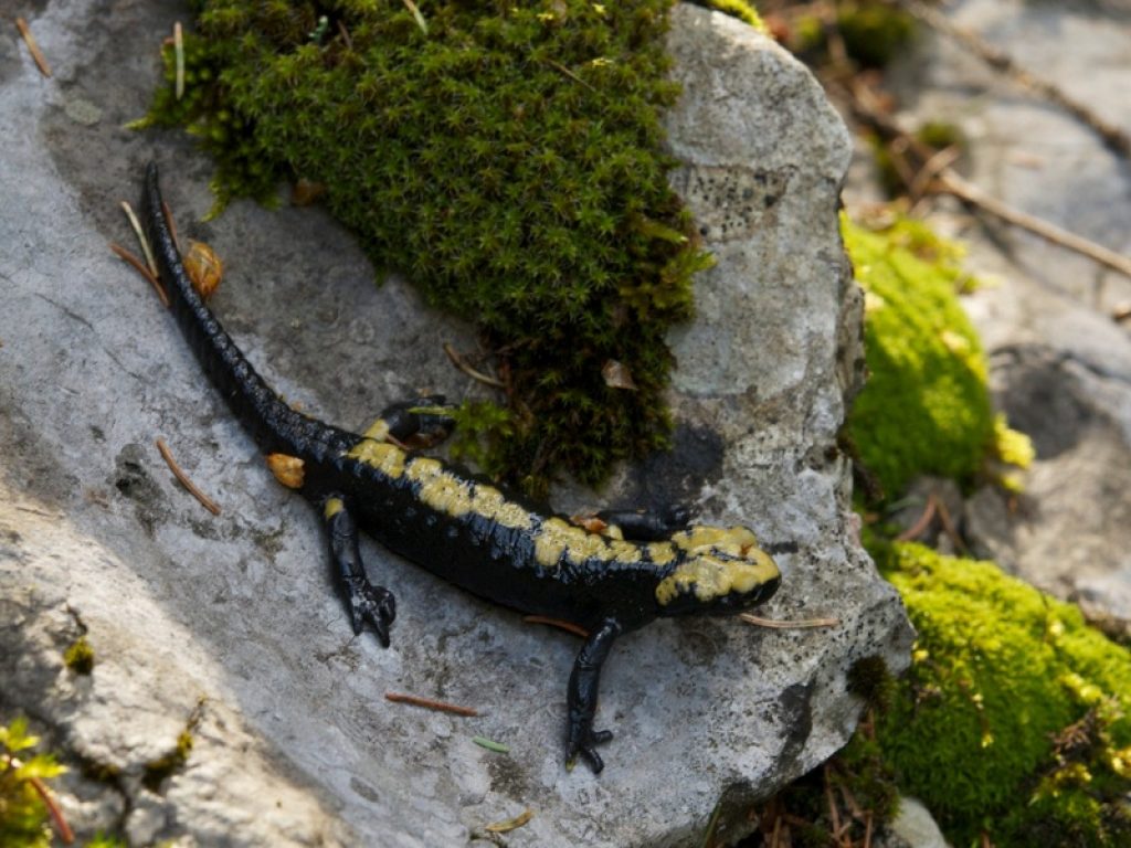 Appello per salvare la salamandra di Aurora