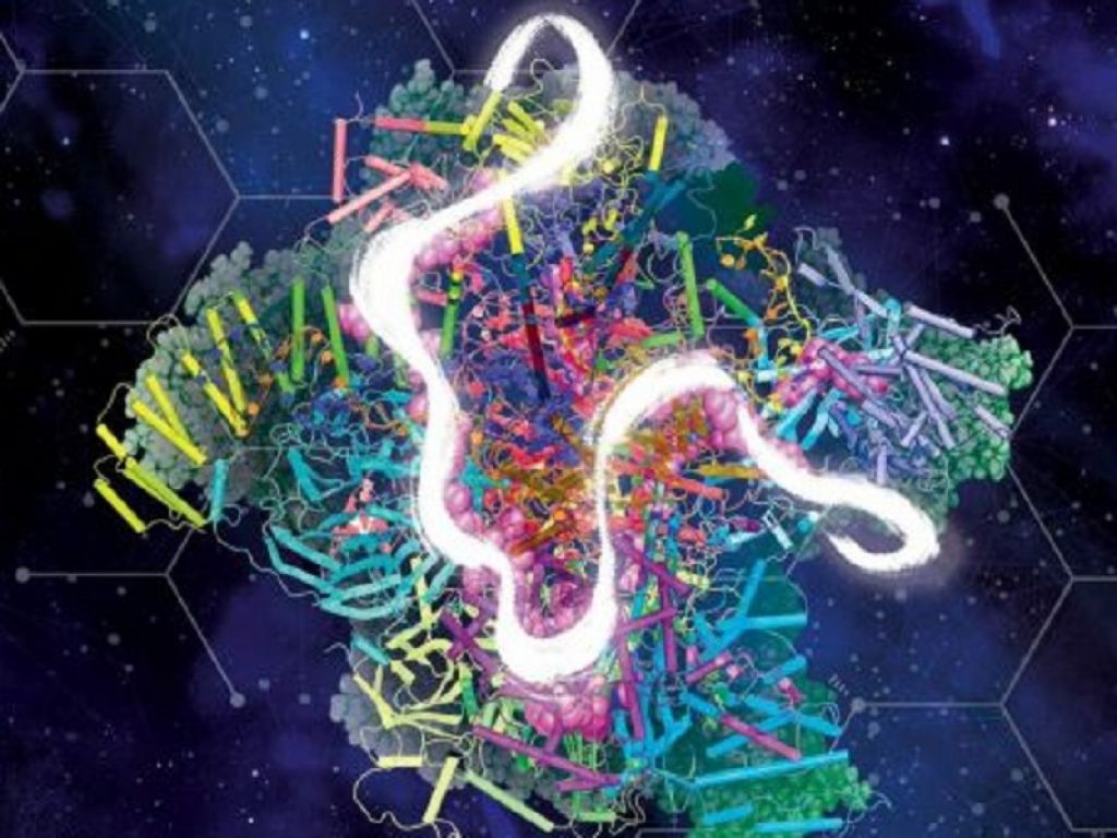 Un nuovo studio dell’Istituto officina dei materiali del Consiglio nazionale delle ricerche (Cnr-Iom) in collaborazione con la Sissa (Scuola internazionale superiore di studi avanzati) fa luce sul funzionamento dello spliceosoma